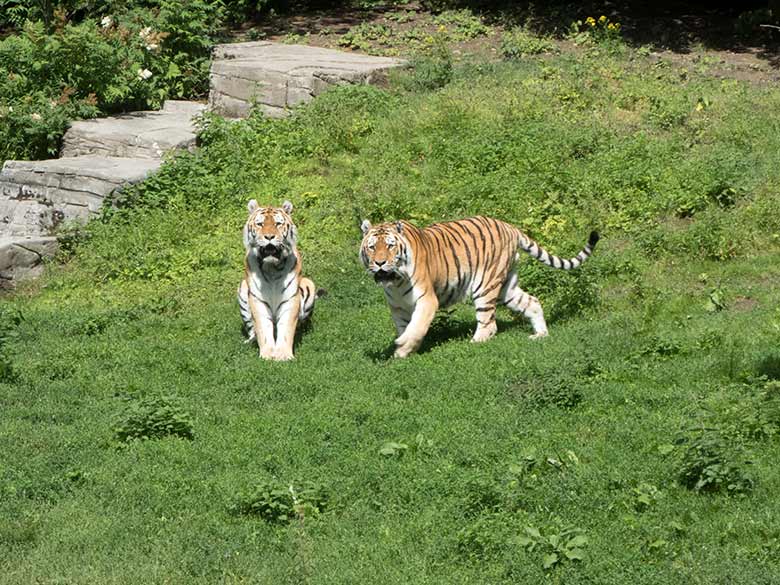 Amur-Tiger-Kater WASSJA und MANDSCHU am 2. Juli 2020 auf der Außenanlage im Tiger-Tal im Grünen Zoo Wuppertal