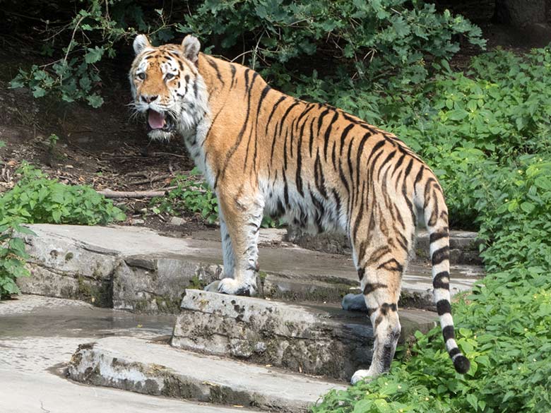 Amur-Tiger am 2. Juli 2020 im Tiger-Tal im Grünen Zoo Wuppertal