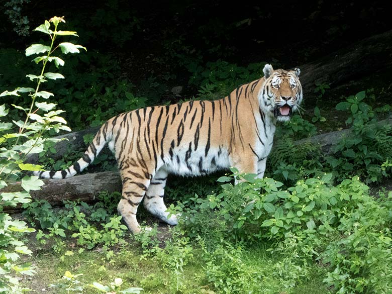 Amur-Tiger am 2. Juli 2020 im Tiger-Tal im Zoologischen Garten Wuppertal