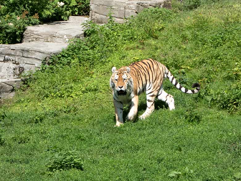 Amur-Tiger am 2. Juli 2020 im Tiger-Tal im Zoo Wuppertal