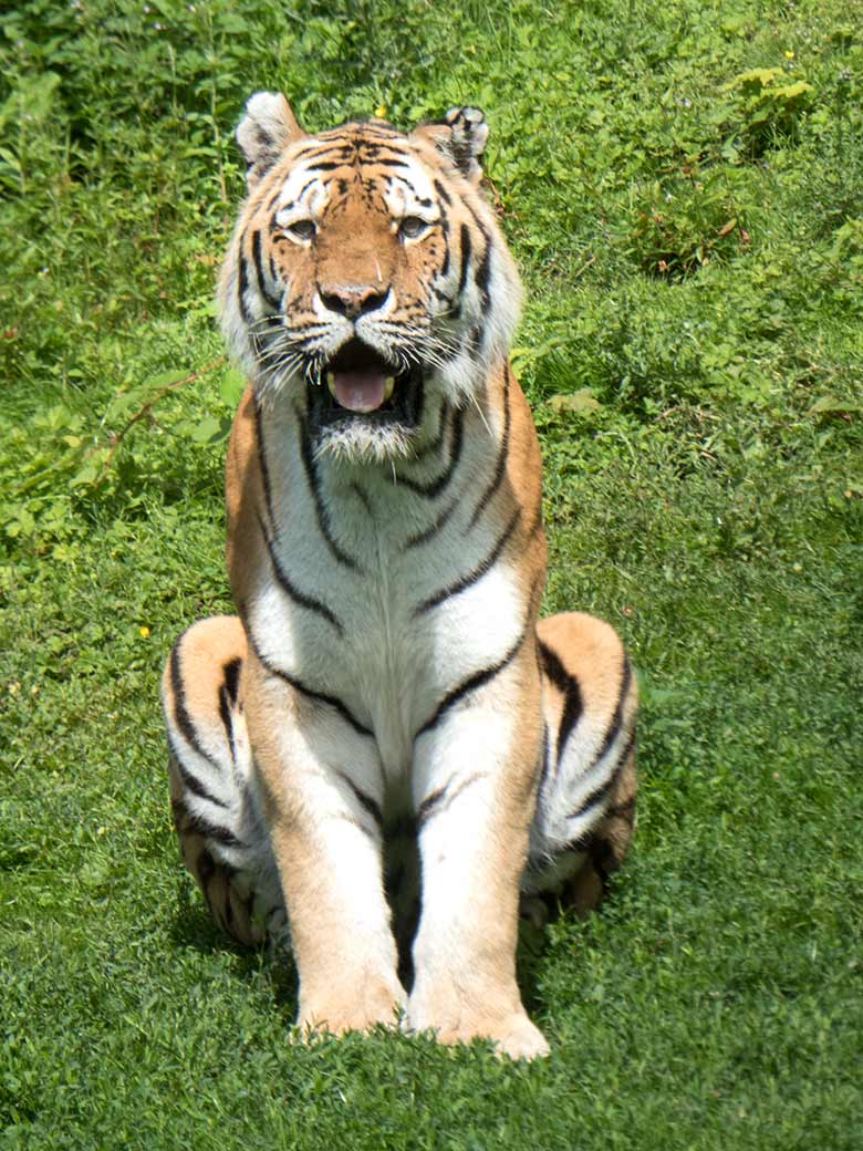 Amur-Tiger am 2. Juli 2020 im Tiger-Tal im Wuppertaler Zoo