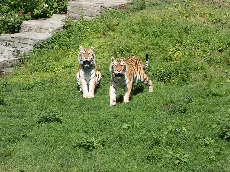Amur-Tiger-Kater WASSJA und MANDSCHU am 2. Juli 2020 auf der Außenanlage im Tiger-Tal im Zoologischen Garten Wuppertal