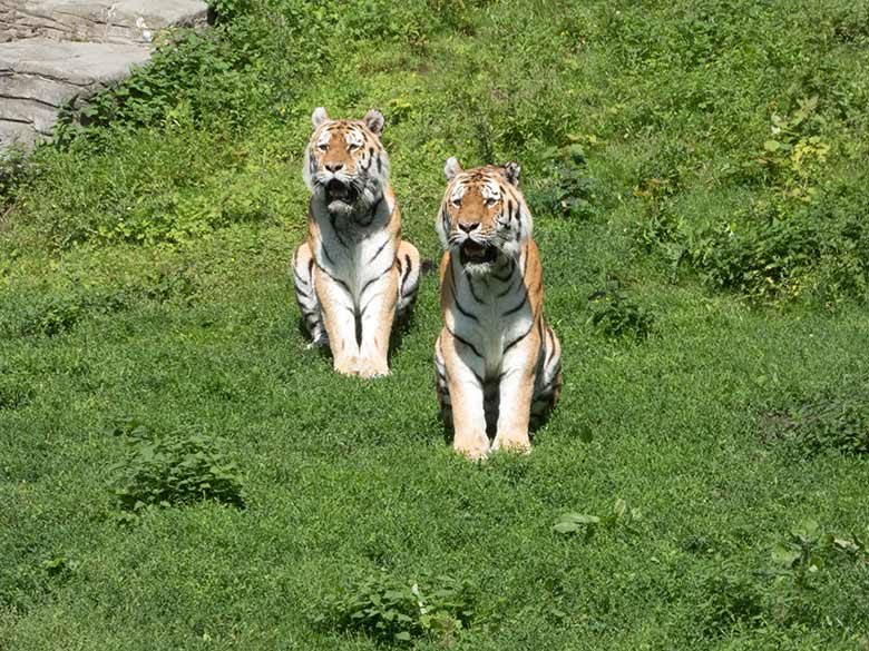 Amur-Tiger-Kater WASSJA und MANDSCHU am 2. Juli 2020 auf der Außenanlage im Tiger-Tal im Zoo Wuppertal