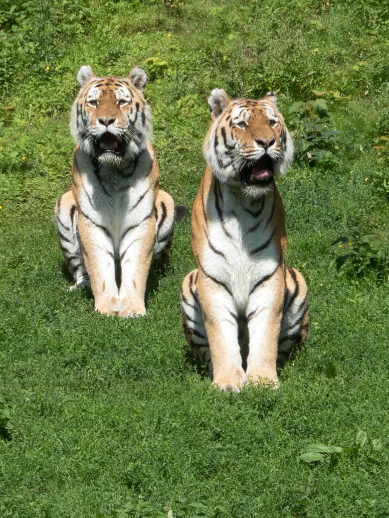 Amur-Tiger-Kater WASSJA und MANDSCHU am 2. Juli 2020 auf der Außenanlage im Tiger-Tal im Wuppertaler Zoo