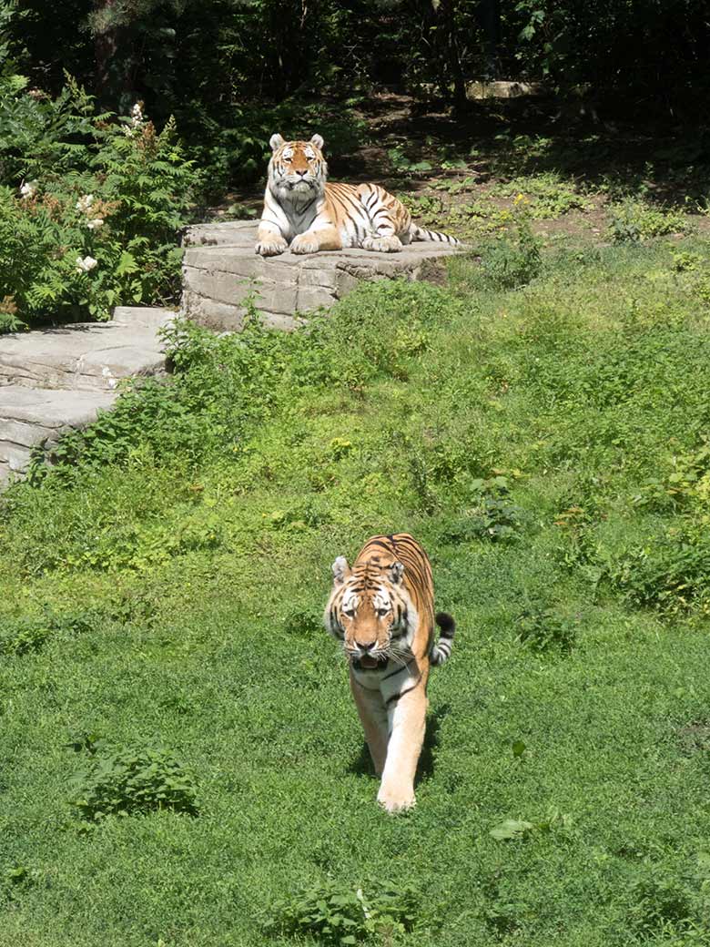 Amur-Tiger-Kater MANDSCHU (vorn) und WASSJA (hinten) am 2. Juli 2020 auf der Außenanlage im Tiger-Tal im Grünen Zoo Wuppertal