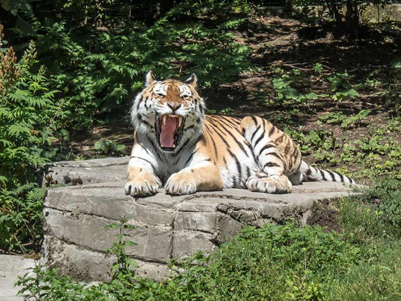 Gähnender Amur-Tiger-Kater WASSJA am 2. Juli 2020 auf der Außenanlage im Tiger-Tal im Zoologischen Garten der Stadt Wuppertal