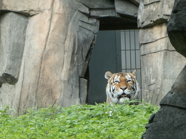 Amur-Tiger-Katze Mymoza am 2. Juli 2020 im Durchgang zur Außenanlage im Tiger-Tal im Zoo Wuppertal