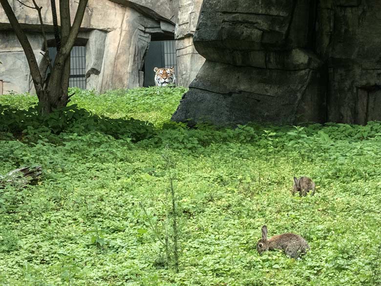 Amur-Tiger-Katze Mymoza am 2. Juli 2020 im Durchgang zur Außenanlage im Tiger-Tal im Wuppertaler Zoo