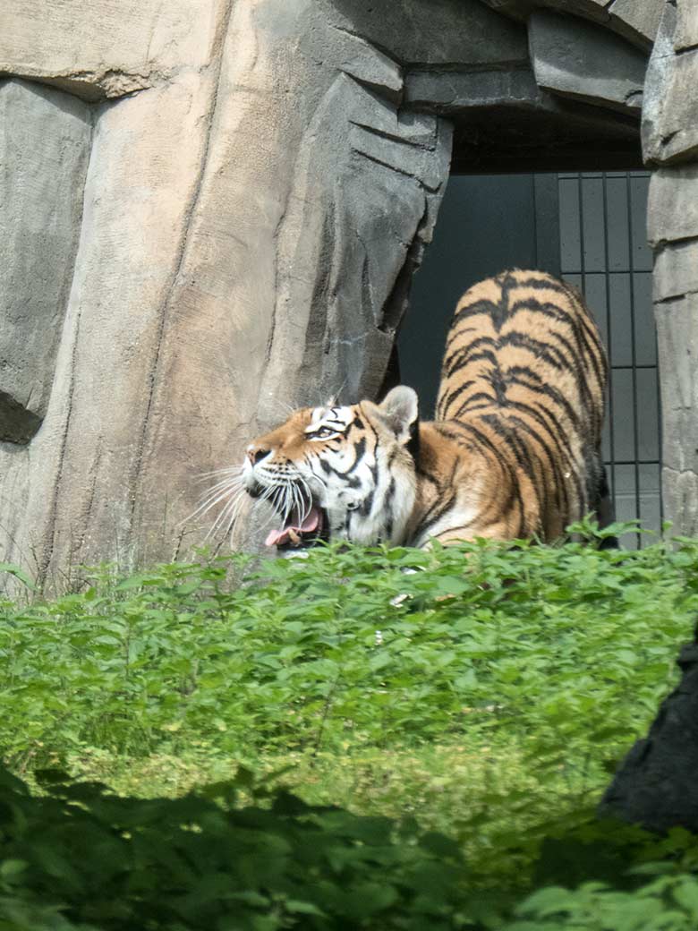 Amur-Tiger-Katze Mymoza am 2. Juli 2020 im Durchgang zur Außenanlage im Tiger-Tal im Grünen Zoo Wuppertal