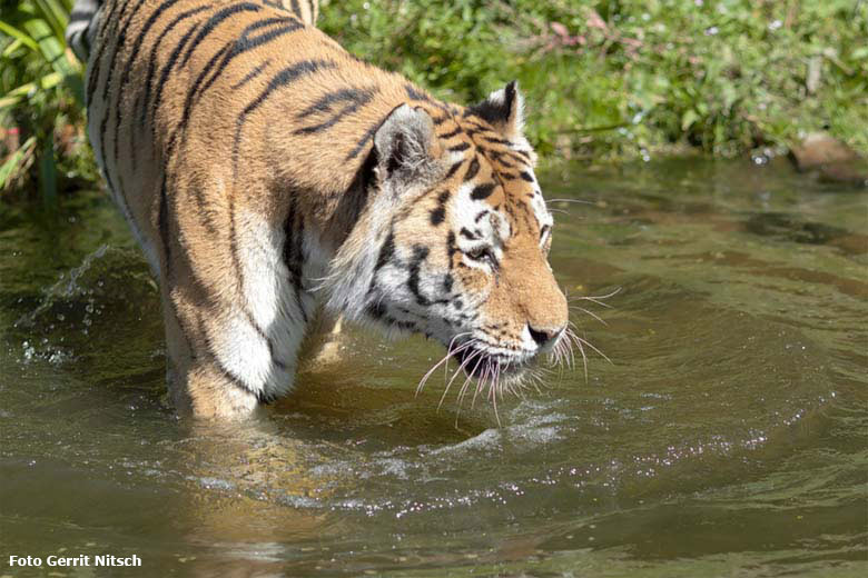 Amur-Tiger-Kater WASSJA am 31. Juli 2020 im Wasser auf der Außenanlage im Tiger-Tal im Zoo Wuppertal (Foto Gerrit Nitsch)