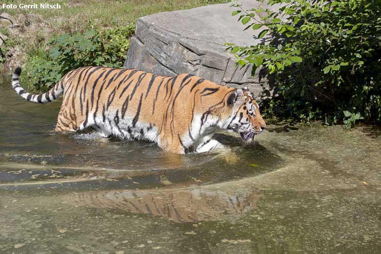 Amur-Tiger-Kater MANDSCHU am 31. Juli 2020 im Wasser auf der Außenanlage im Tiger-Tal im Wuppertaler Zoo (Foto Gerrit Nitsch)