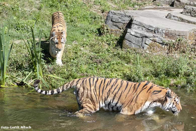 Amur-Tiger-Kater WASSJA und MANDSCHU (vorn) am 31. Juli 2020 auf der Außenanlage im Tiger-Tal im Zoologischen Garten der Stadt Wuppertal (Foto Gerrit Nitsch)