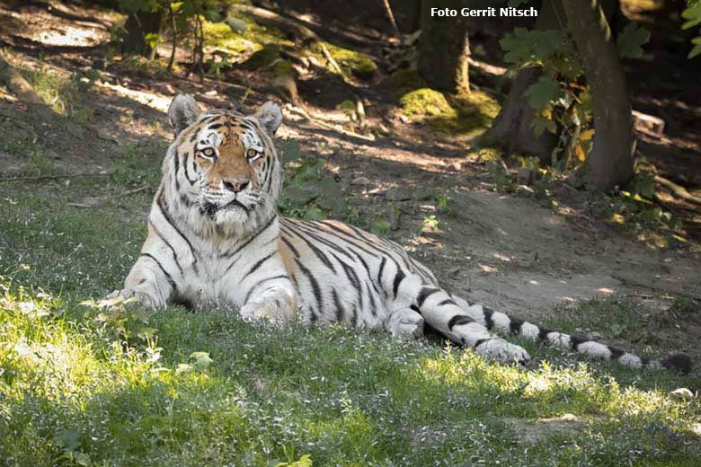 Amur-Tiger-Kater WASSJA am 31. Juli 2020 auf der Außenanlage im Tiger-Tal im Grünen Zoo Wuppertal (Foto Gerrit Nitsch)