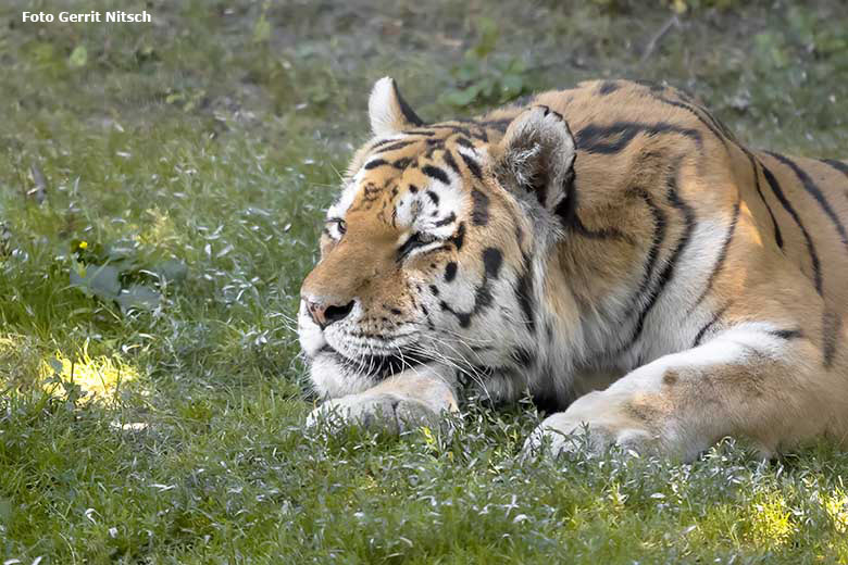 Amur-Tiger-Kater WASSJA am 31. Juli 2020 auf der Außenanlage im Tiger-Tal im Zoo Wuppertal (Foto Gerrit Nitsch)