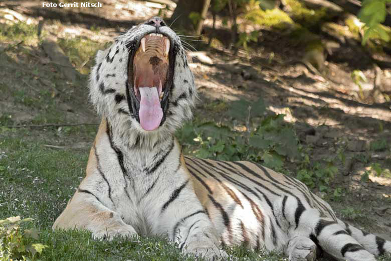 Gähnender Amur-Tiger-Kater WASSJA am 31. Juli 2020 auf der Außenanlage im Tiger-Tal im Wuppertaler Zoo (Foto Gerrit Nitsch)