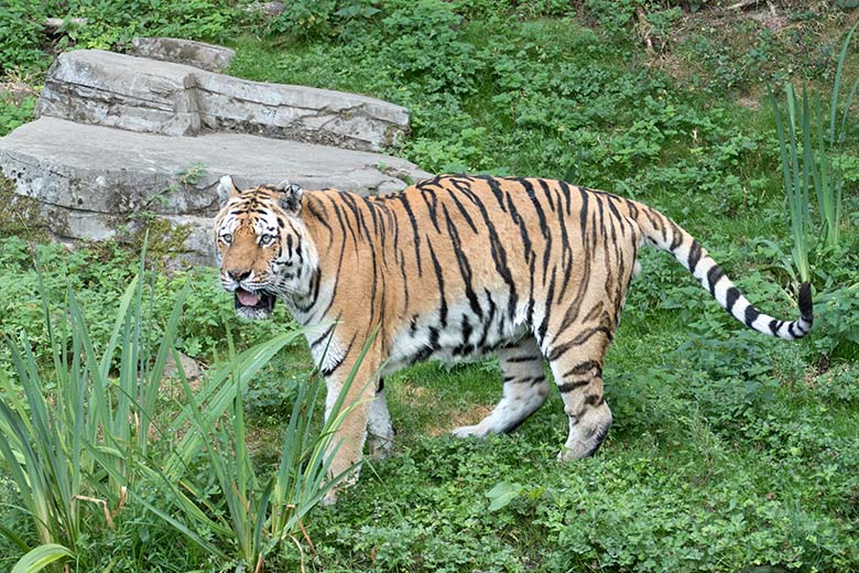Amur-Tiger-Kater MANDSCHU am 10. August 2020 auf der Außenanlage im Tiger-Tal im Zoologischen Garten Wuppertal