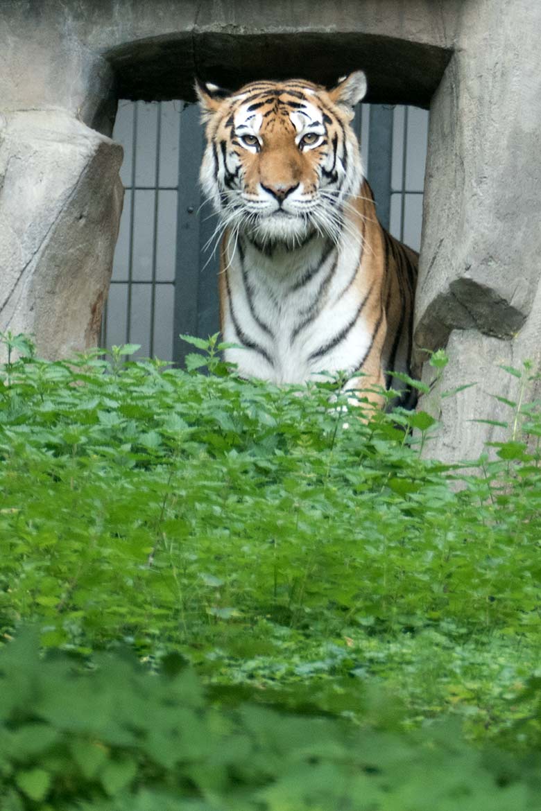 Amur-Tiger-Katze MYMOZA am 10. August 2020 auf der Außenanlage im Tiger-Tal im Wuppertaler Zoo