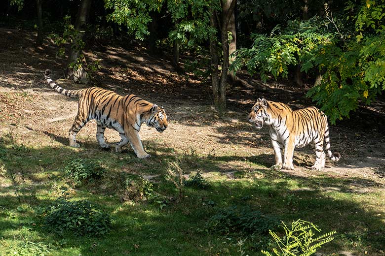 Amur-Tiger-Kater MANDSCHU und WASSJA am 17. September 2020 auf der Außenanlage im Tiger-Tal im Grünen Zoo Wuppertal