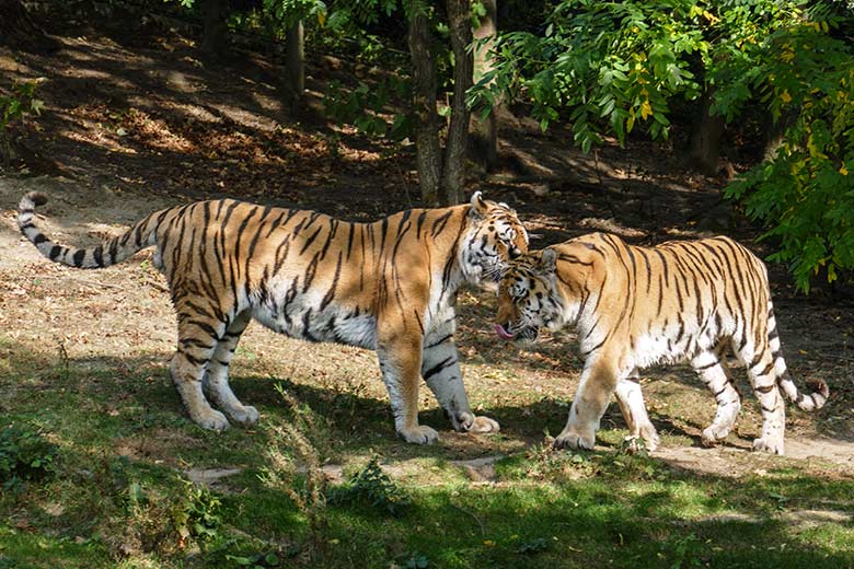 Amur-Tiger-Kater MANDSCHU und WASSJA am 17. September 2020 auf der Außenanlage im Tiger-Tal im Zoo Wuppertal