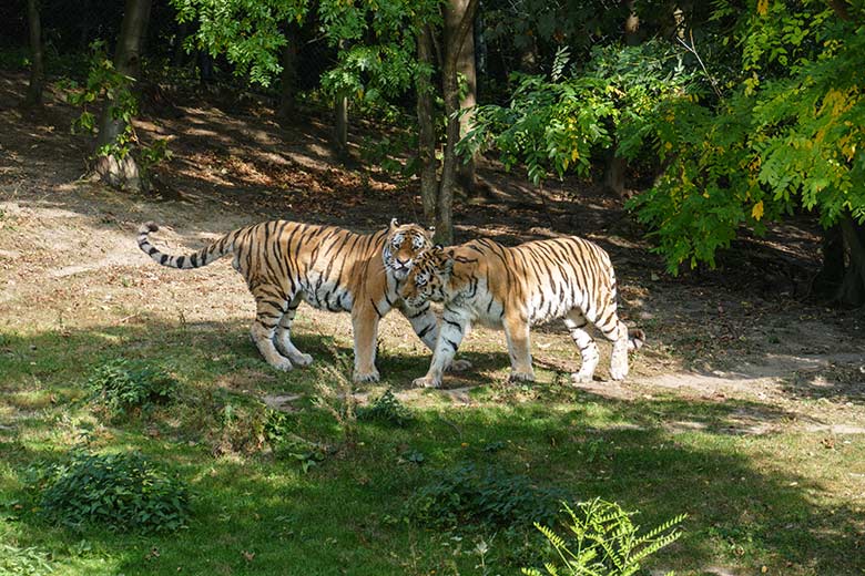 Amur-Tiger-Kater MANDSCHU und WASSJA am 17. September 2020 auf der Außenanlage im Tiger-Tal im Wuppertaler Zoo