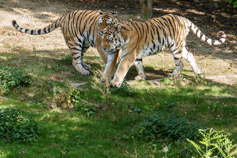 Amur-Tiger-Kater MANDSCHU und WASSJA am 17. September 2020 auf der Außenanlage im Tiger-Tal im Grünen Zoo Wuppertal