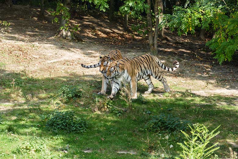 Amur-Tiger-Kater MANDSCHU und WASSJA am 17. September 2020 auf der Außenanlage im Tiger-Tal im Zoologischen Garten Wuppertal