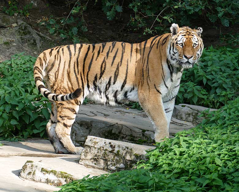 Amur-Tiger-Kater MANDSCHU am 17. September 2020 auf der Außenanlage im Tiger-Tal im Grünen Zoo Wuppertal