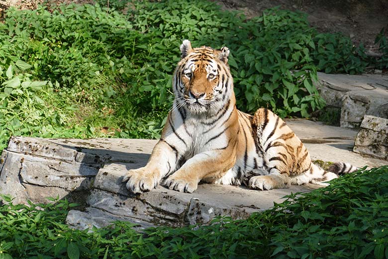 Amur-Tiger-Kater MANDSCHU am 17. September 2020 auf der Außenanlage im Tiger-Tal im Zoologischen Garten Wuppertal