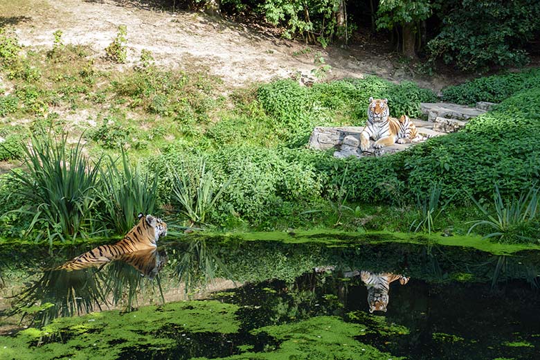 Amur-Tiger-Kater WASSJA im Wasser und MANDSCHU auf dem Felsen am 17. September 2020 auf der Außenanlage im Tiger-Tal im Wuppertaler Zoo