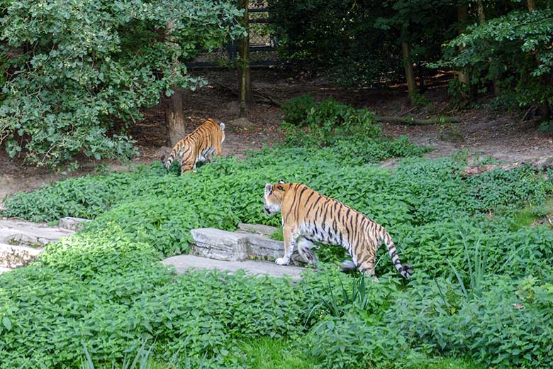 Amur-Tiger-Kater MANDSCHU (links) und WASSJA am 17. September 2020 auf der Außenanlage im Tiger-Tal im  Zoologischen Garten Wuppertal