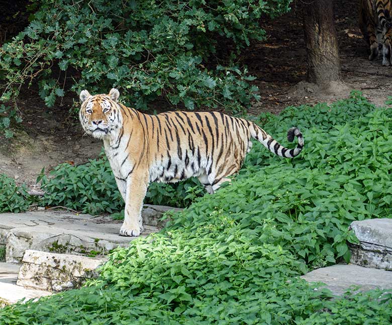 Amur-Tiger-Kater WASSJA am 17. September 2020 auf der Außenanlage im Tiger-Tal im Wuppertaler Zoo