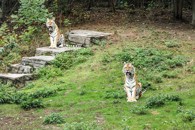 Amur-Tiger-Kater WASSJA und MANDSCHU am 30. September 2020 auf der größeren Außenanlage im Tiger-Tal im Grünen Zoo Wuppertal