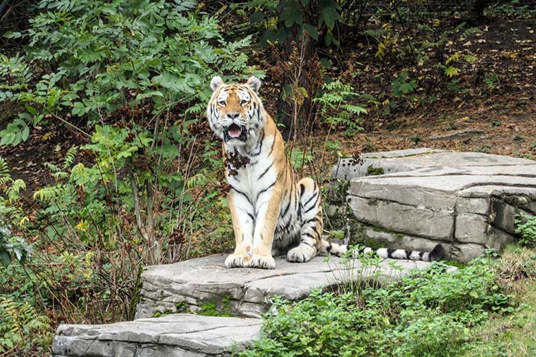 Amur-Tiger-Kater WASSJA am 30. September 2020 auf der größeren Außenanlage im Tiger-Tal im Wuppertaler Zoo