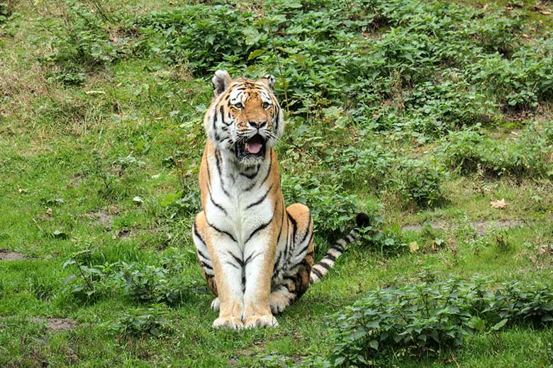 Amur-Tiger-Kater MANDSCHU am 30. September 2020 auf der größeren Außenanlage im Tiger-Tal im Zoo Wuppertal