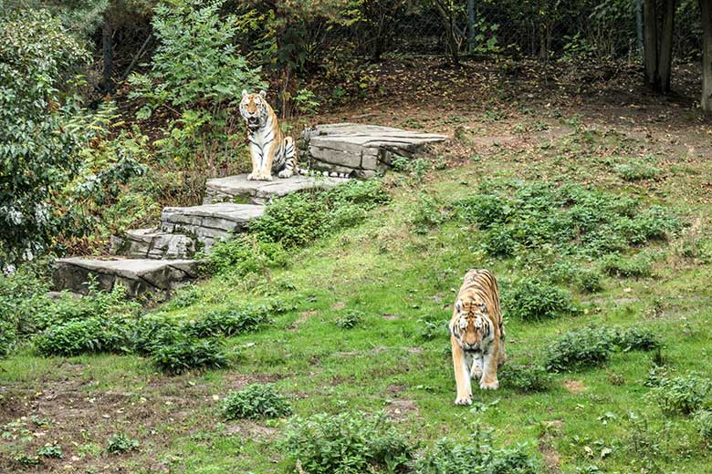 Amur-Tiger-Kater WASSJA und MANDSCHU am 30. September 2020 auf der größeren Außenanlage im Tiger-Tal im Zoologischen Garten der Stadt Wuppertal