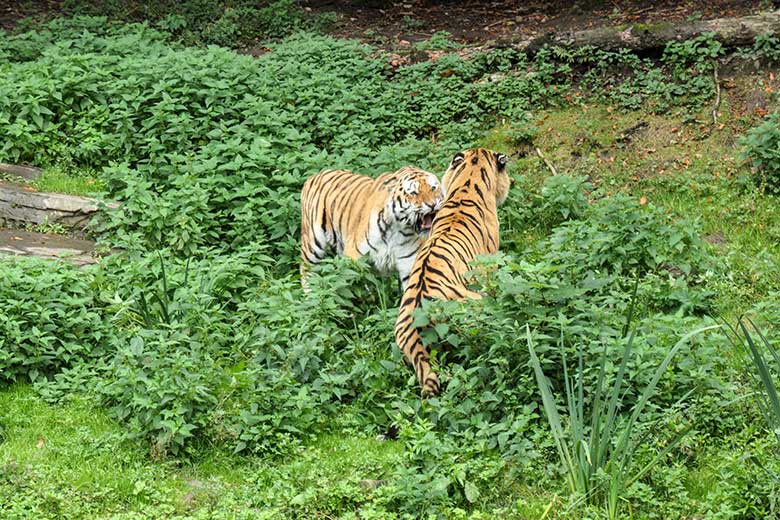 Amur-Tiger-Kater MANDSCHU (hinten) beim Unterwerfungs-Fauchen vor Amur-Tiger-Kater WASSJA am 30. September 2020 auf der größeren Außenanlage im Tiger-Tal im Wuppertaler Zoo