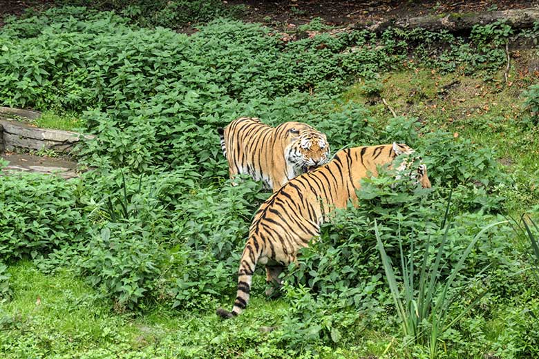 Amur-Tiger-Kater MANDSCHU (hinten) mit Unterwerfungs-Geste vor Amur-Tiger-Kater WASSJA am 30. September 2020 auf der größeren Außenanlage im Tiger-Tal im Zoologischen Garten Wuppertal