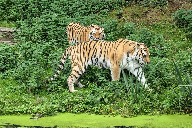 Amur-Tiger-Kater MANDSCHU (hinten) und WASSJA am 30. September 2020 auf der größeren Außenanlage im Tiger-Tal im Grünen Zoo Wuppertal