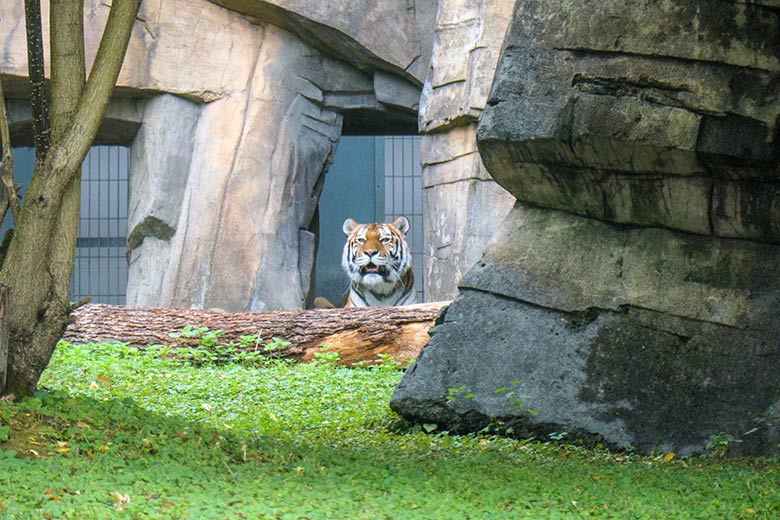 Amur-Tiger-Katze MYMOZA am 30. September 2020 im Durchgang vom Tiger-Haus zur kleineren Außenanlage im Tiger-Tal im Grünen Zoo Wuppertal
