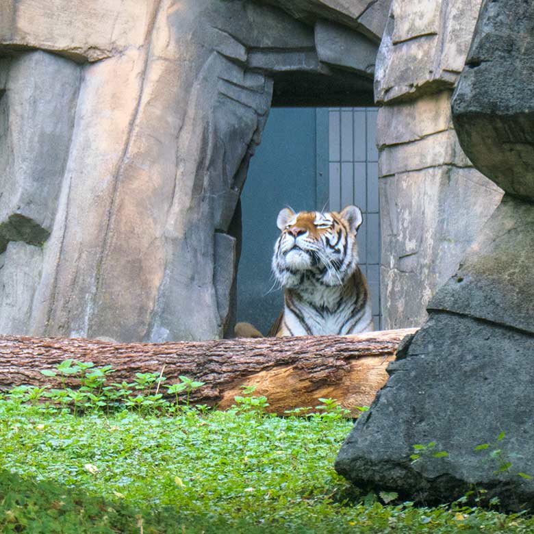 Amur-Tiger-Katze MYMOZA am 30. September 2020 im Durchgang vom Tiger-Haus zur kleineren Außenanlage im Tiger-Tal im Wuppertaler Zoo