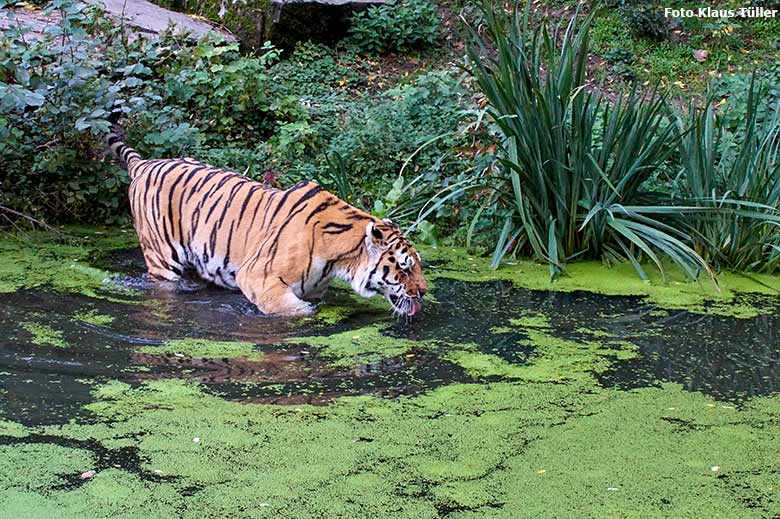 Amur-Tiger-Kater MANDSCHU am 10. Oktober 2020 im Wasser der Außenanlage im Tiger-Tal im Zoo Wuppertal (Foto Klaus Tüller)