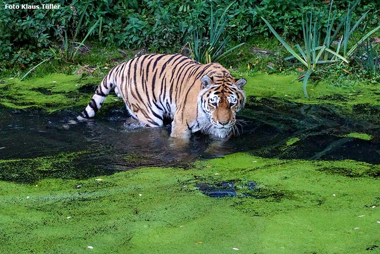 Amur-Tiger-Kater WASSJA am 10. Oktober 2020 im Wasser der Außenanlage im Tiger-Tal im Wuppertaler Zoo (Foto Klaus Tüller)