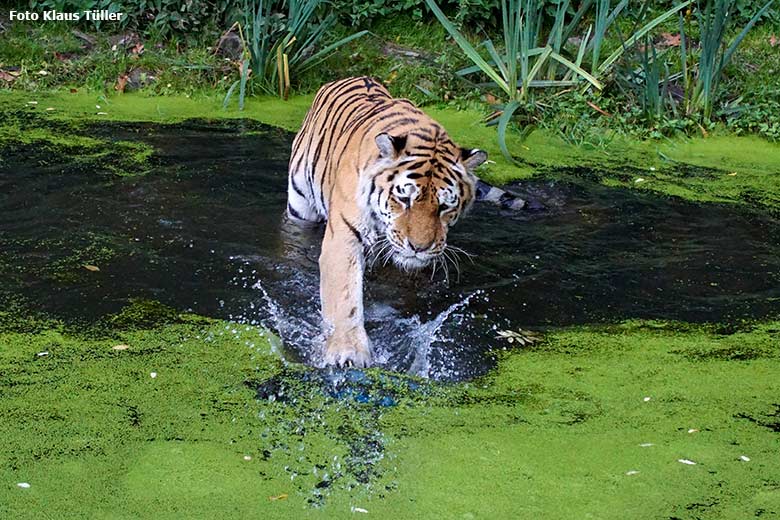 Amur-Tiger-Kater WASSJA am 10. Oktober 2020 im Wasser der Außenanlage im Tiger-Tal im Grünen Zoo Wuppertal (Foto Klaus Tüller)