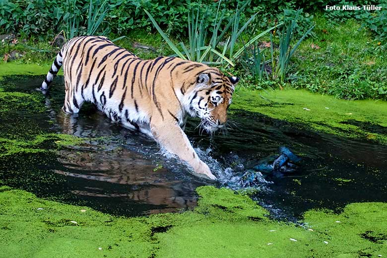 Amur-Tiger-Kater WASSJA am 10. Oktober 2020 im Wasser der Außenanlage im Tiger-Tal im Zoologischen Garten der Stadt Wuppertal (Foto Klaus Tüller)