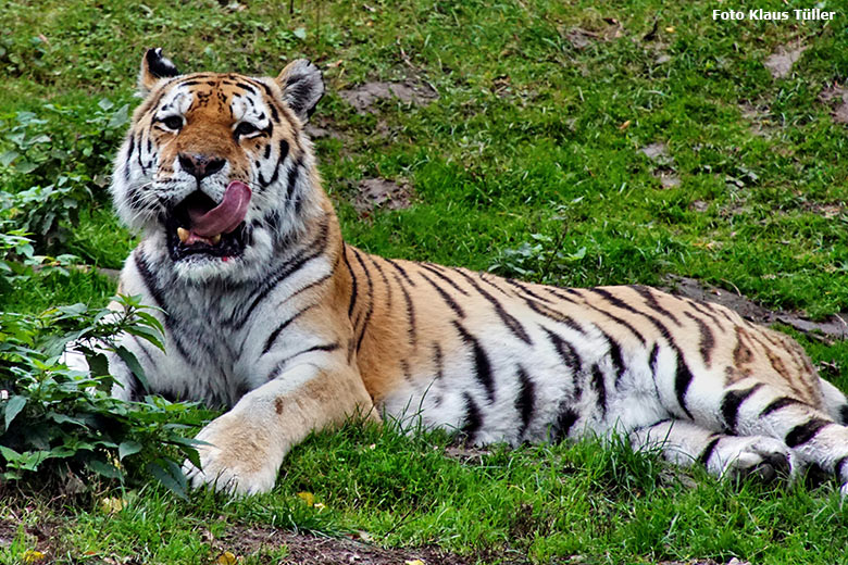 Amur-Tiger-Kater WASSJA am 18. Oktober 2020 auf der Außenanlage im Tiger-Tal im Grünen Zoo Wuppertal (Foto Klaus Tüller)