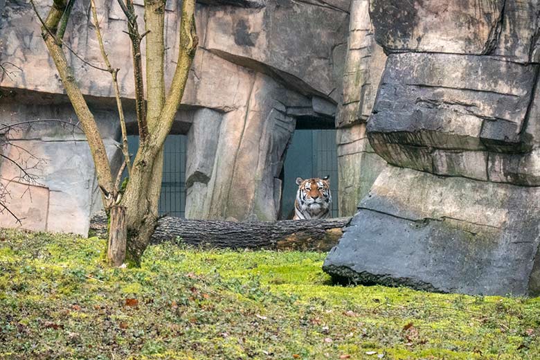 Amur-Tiger Katze MYMOZA am 9. März 2021 am Durchgang vom Tiger-Haus zur kleineren Außenanlage im Tiger-Tal im Zoologischen Garten Wuppertal
