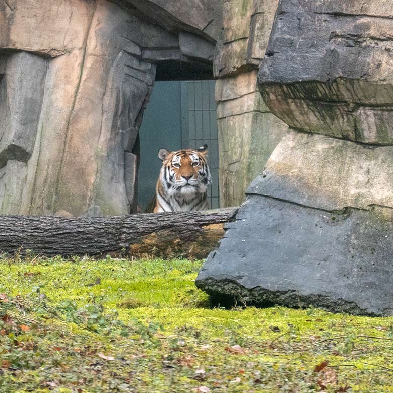 Amur-Tiger Katze MYMOZA am 9. März 2021 am Durchgang vom Tiger-Haus zur kleineren Außenanlage im Tiger-Tal im Wuppertaler Zoo