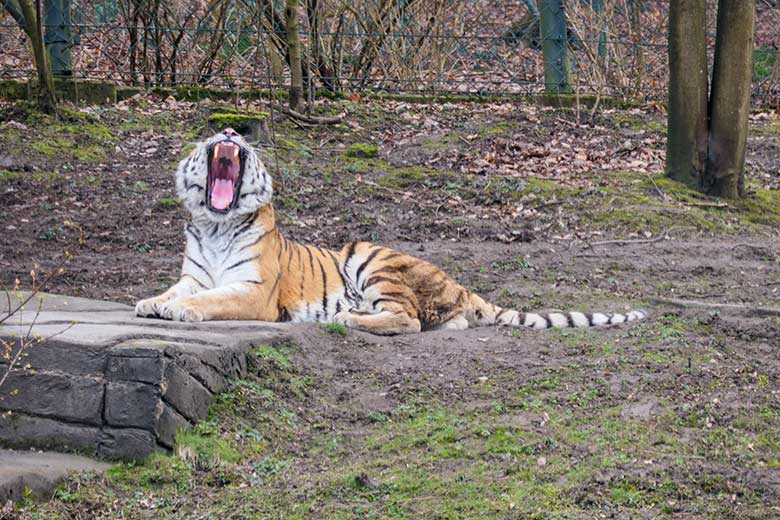 Amur-Tiger Kater MANDSCHU am 10. März 2021 auf der größeren Außenanlage im Tiger-Tal im Wuppertaler Zoo