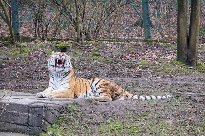 Amur-Tiger Kater MANDSCHU am 10. März 2021 auf der größeren Außenanlage im Tiger-Tal im Zoo Wuppertal