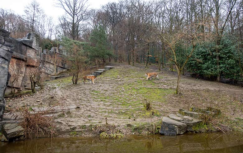 Amur-Tiger Kater MANDSCHU und WASSJA am 14. März 2021 auf der größeren Außenanlage im Tiger-Tal im Grünen Zoo Wuppertal